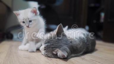 小猫在猫妈妈旁边玩耍。睡在猫妈妈旁边的可爱小猫。猫咪亲情关爱友情